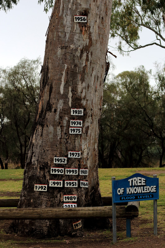 Loxton Tree of Knowledge