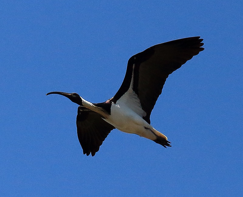 Straw Necked Ibis fly past