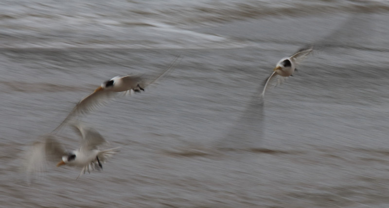 Terns in flight at Saltwater