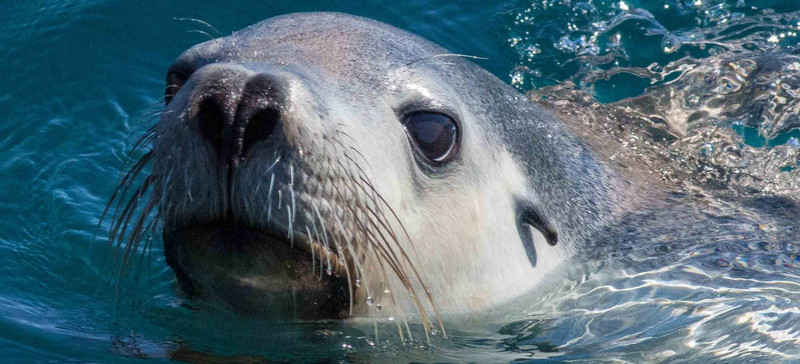 sea lion close up