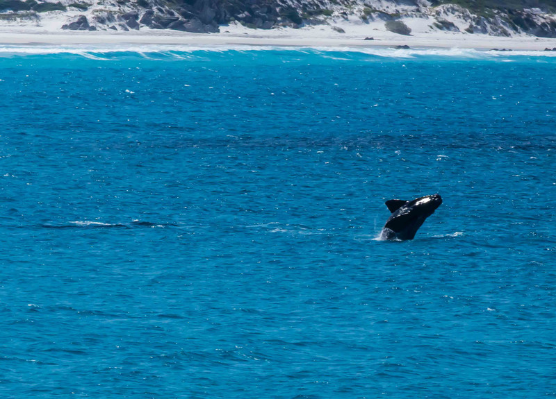 Southern Right whale calf breeching 1jpg