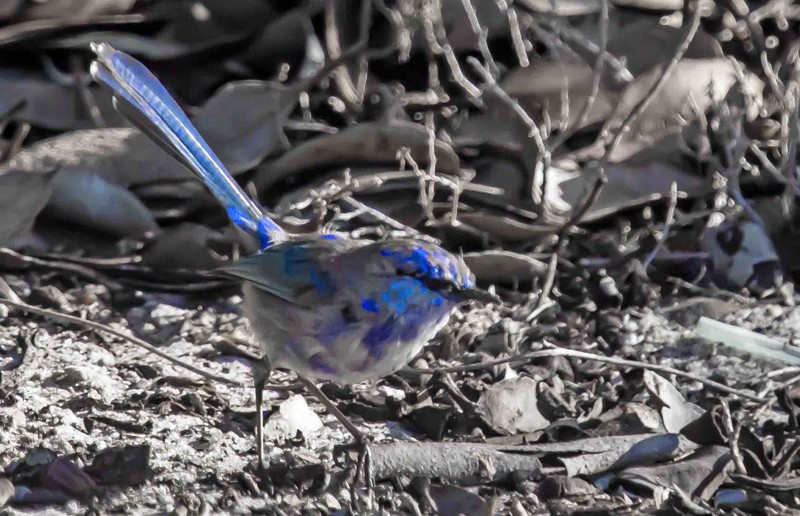 Splendid Wren in the Fitz - unsure whether moulting male or female