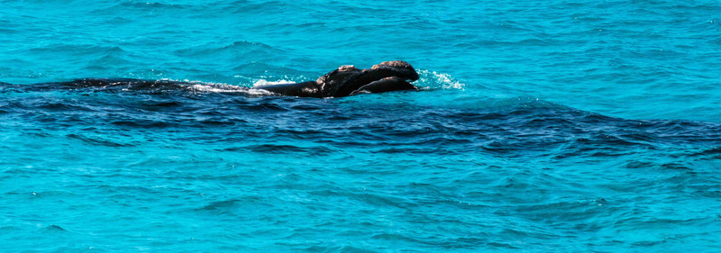 Whales at Pt Ann - mother and baby