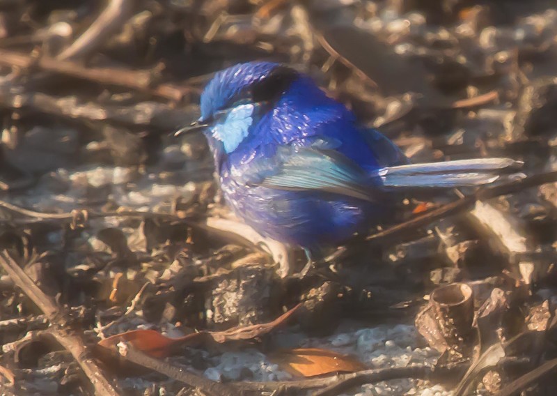 Splendid Wren at St Marys River Campground 2