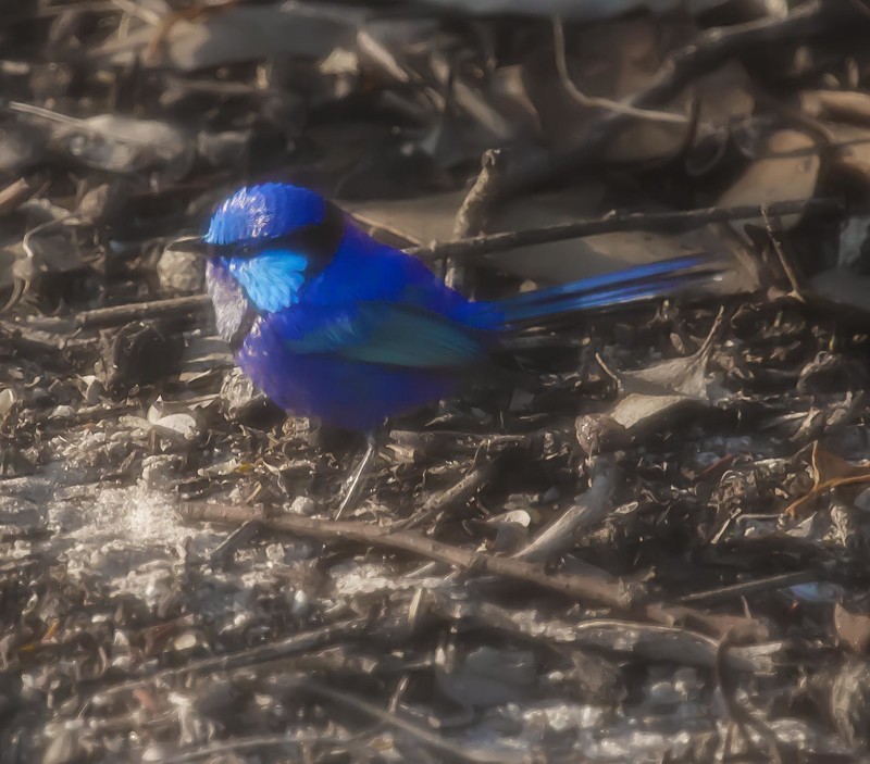 Splendid Wren at St Marys River Campground
