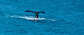 Southern Right whale calf1