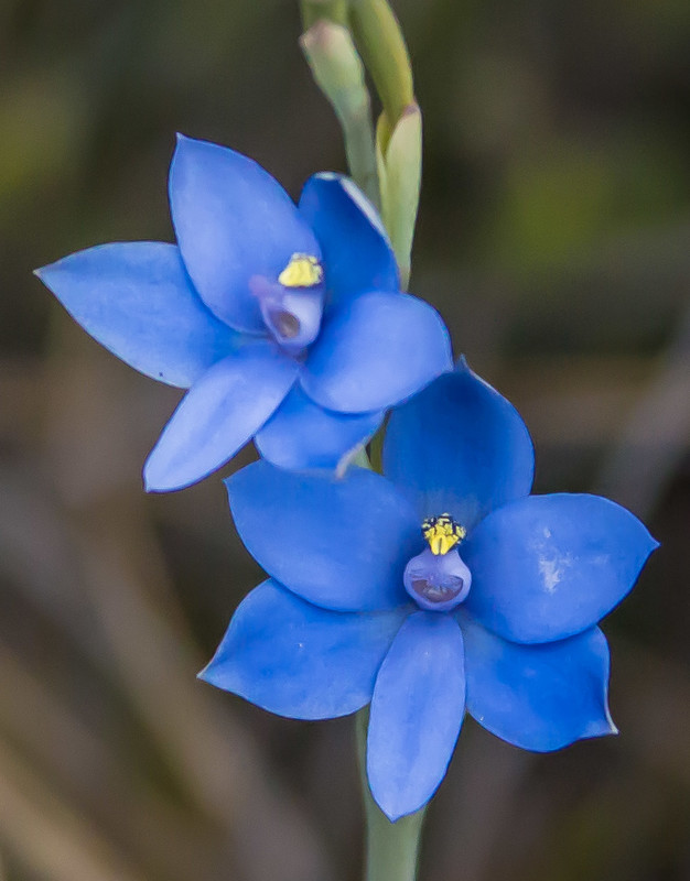 Blue Lady Orchid -- T crinita_edited-1