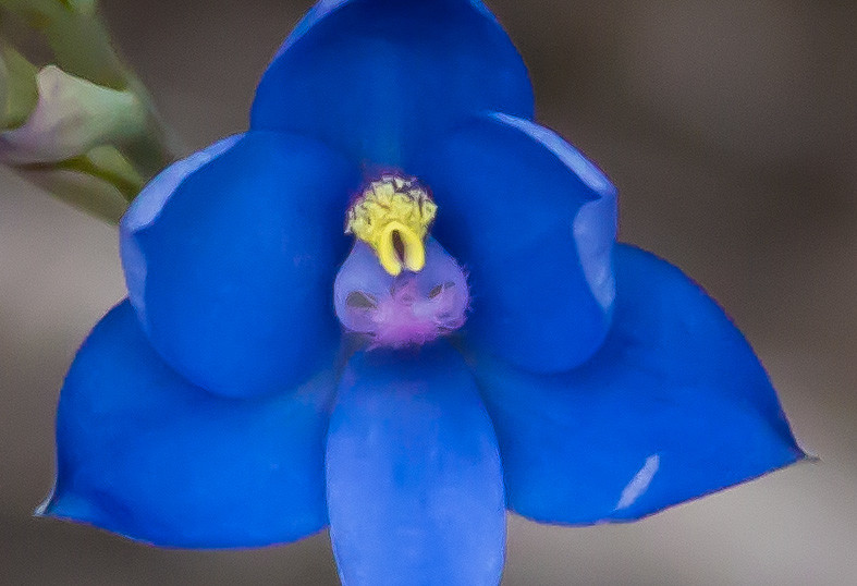 Blue Lady Orchid close up -- T crinita_edited-1