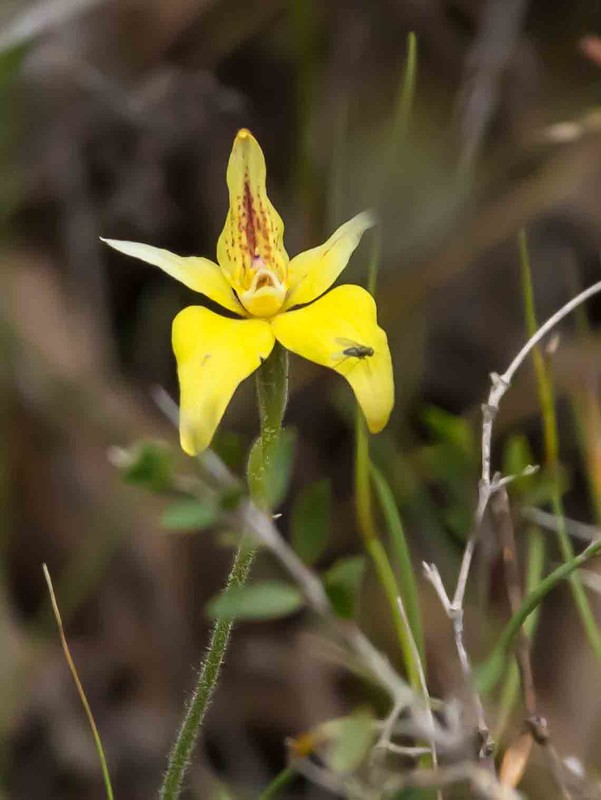 Cowslip orchid_edited-1