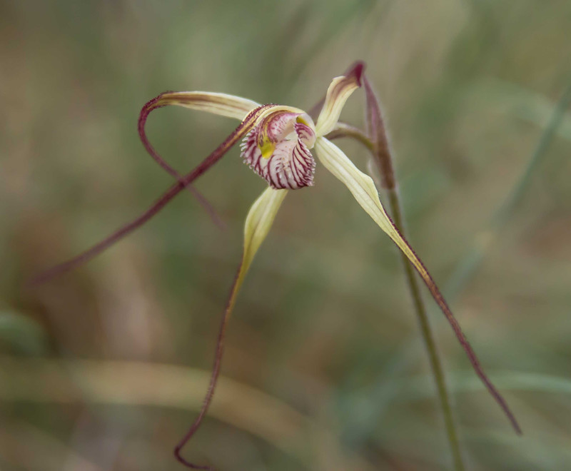 Joseph's spider orchid- C polychroma
