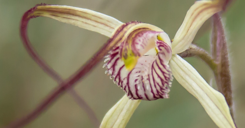 Joseph's spider orchid close up - C polychroma_edited-2