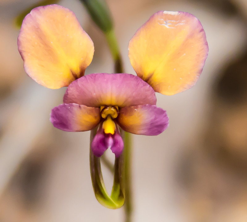 Purple Pansy orchid - D longifolia