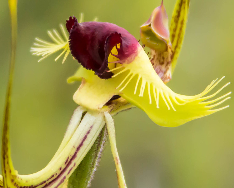 Spider orchid close up_edited-1