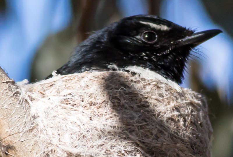 Willy Wagtail on nest at Stirling
