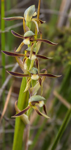 Rattlebeak orchid - L serratus_edited-1