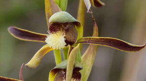 Rattlebeak orchid close up
