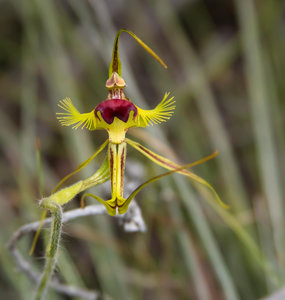Spider orchid_edited-1