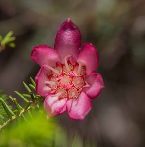 The Mountain Bell, Darwinia lejostyla (found only in eastern Stirling Ranges)