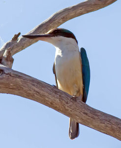 Sacred (Azure) Kingfisher female (out of same nest)_edited-1