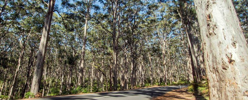 Margaret River Kauri Forest 2