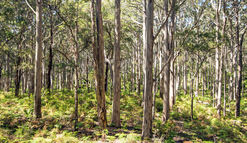 Margaret River Kauri Forest