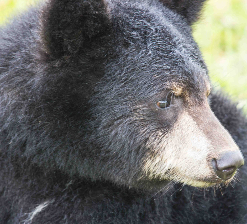 Bear cub at alaska conservation park