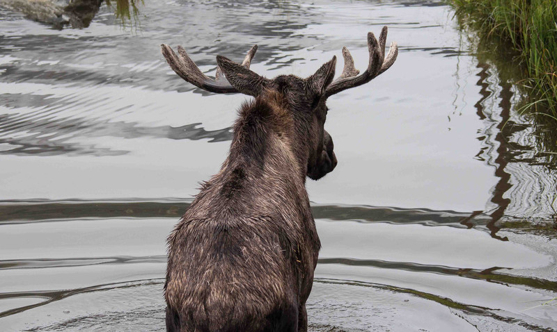 Moose at Conservation Park