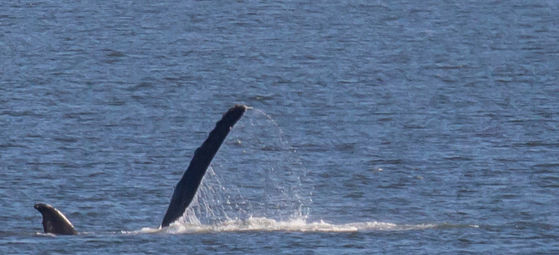 Pectoral fin wave from whale as we sailed away from Juneau