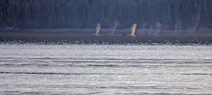 Leaving Juneau pods of humpbacks near shore