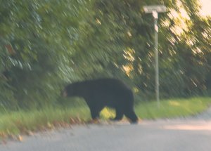 Neighbourhood Bear in Sechelt
