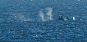 Pod of killer whales in Canadian Inside Passage