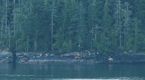 sea lions on shore in Canadian Inside Passage