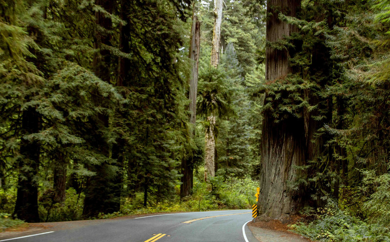 driving into Jedadiah Smith Redwood Forest