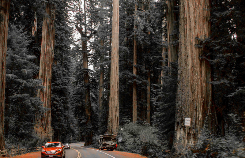 Jedadiaha Smith Redwood Forest California