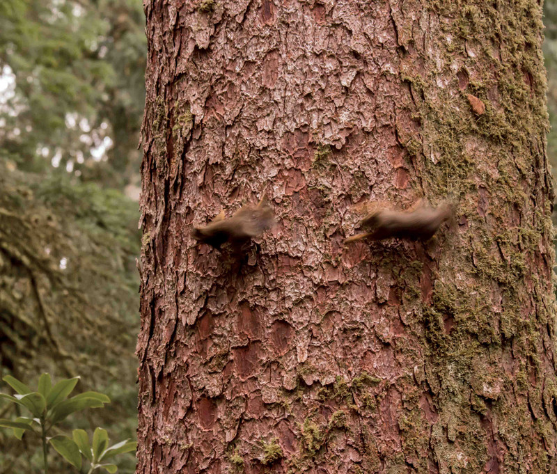 Rampaging squirrils playing on huge tree