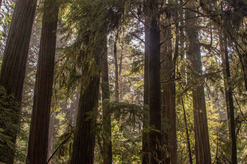 redwoods 1