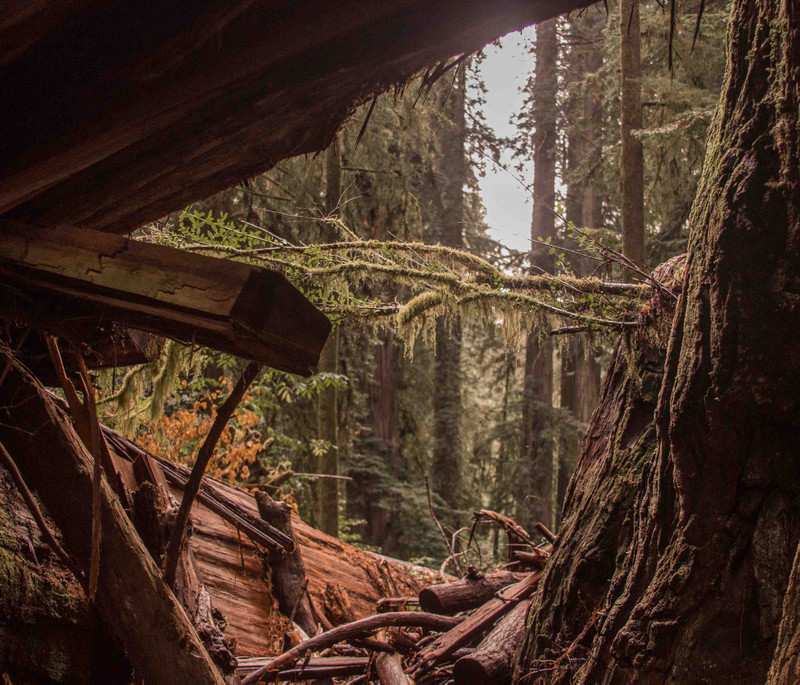 framed redwoods