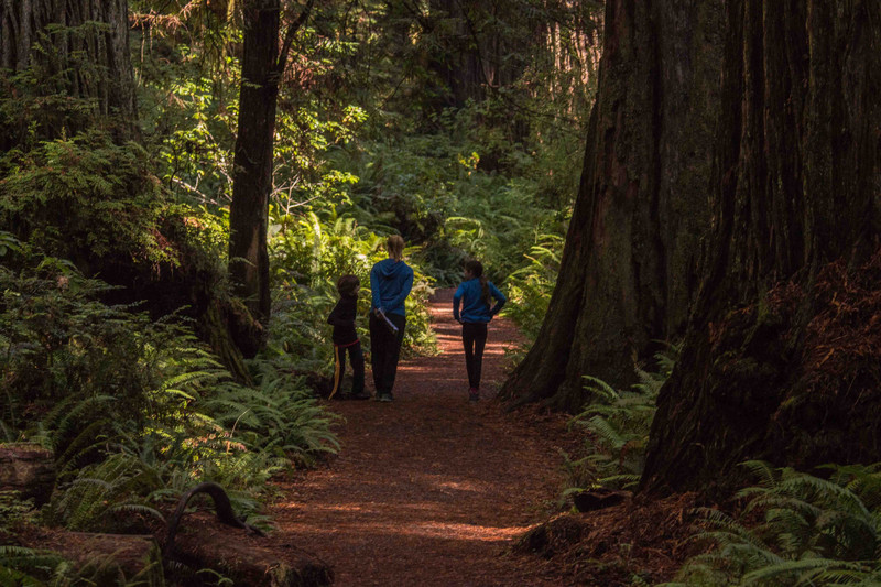 Prairie Creek Trail in Redwood National & State Forest