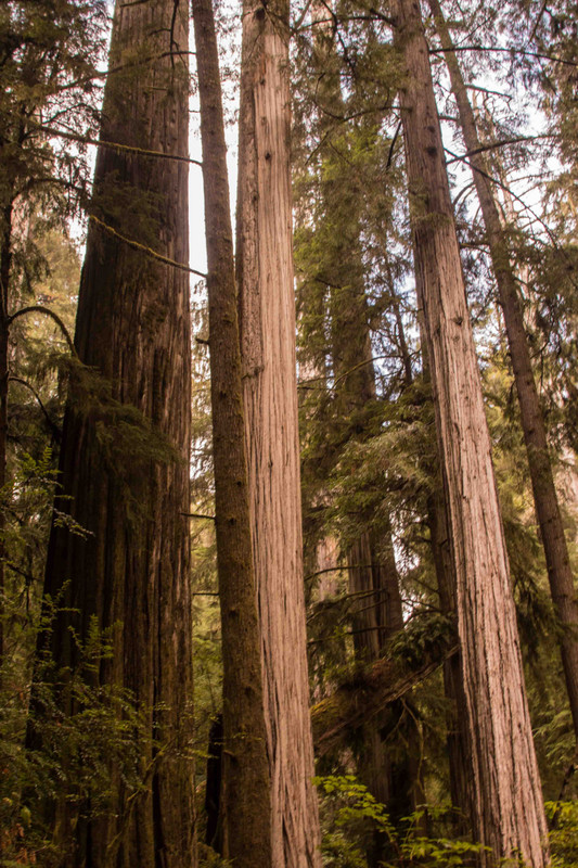 redwoods 9