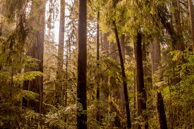 redwoods 3