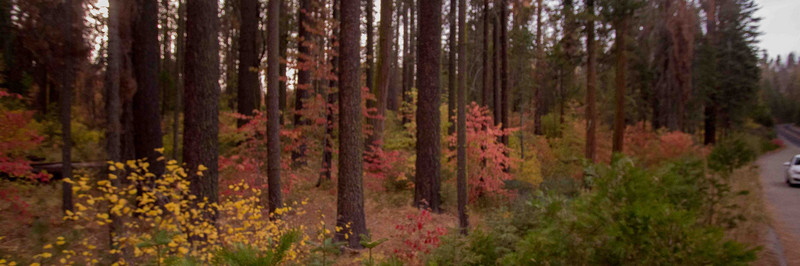 autumn colours in yosemite