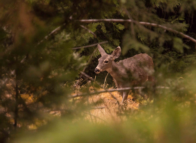 Deer in Yosemite Valley