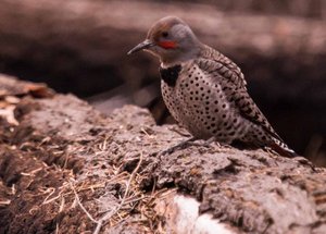  Northern Flicker photographed near Toulumne Meadows