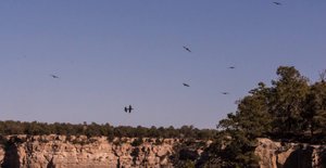 Huge ravens rule the skies over Grand Canyon