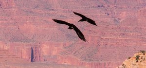 Rulers of the skies over Grand Canyon