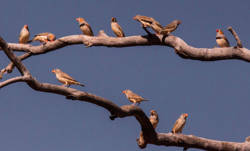 Trees are full of finches at Kathleen Springs
