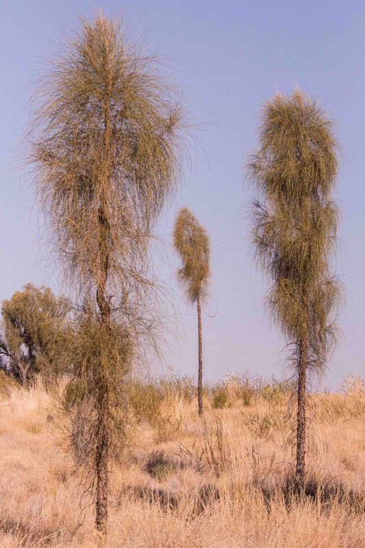 Typical arid vegetation