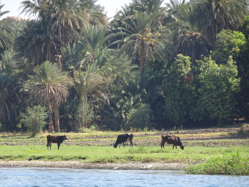 Sur les bords du Nil