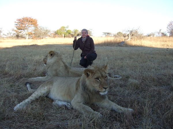 A morning stroll with the lions