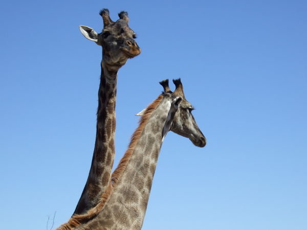 Giraffes again